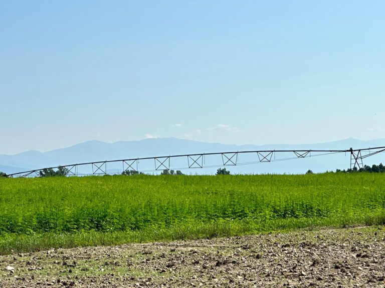 Agricultura publica la norma técnica específica de producción integrada del cultivo del cáñamo industrial en Extremadura