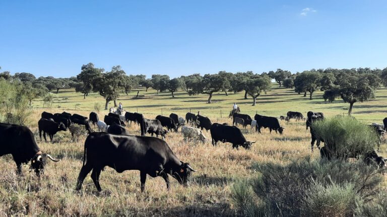 La Junta publica la convocatoria de ayudas para programas de cría de razas autóctonas españolas en la región, con una dotación de más de 1,2 millones