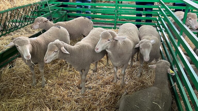 Agricultura convoca 1,3 M€ en ayudas a inversiones en bioseguridad en viveros y centros de limpieza y desinfección de vehículos