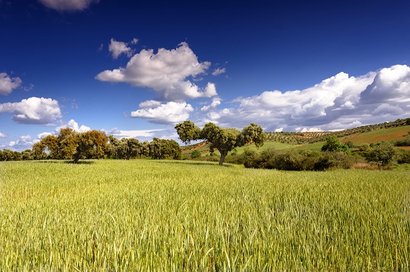 La Junta de Extremadura aprueba la campaña oficial de tratamiento fitosanitario contra la pudenta del arroz para la campaña 2024