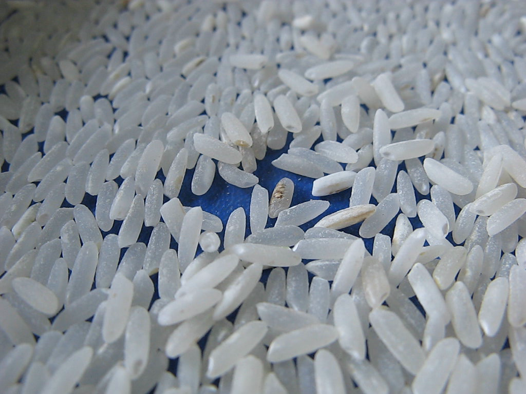 La Junta de Extremadura inicia este lunes la aplicación áerea de productos fitosanitarios para el control de la pudenta del arroz