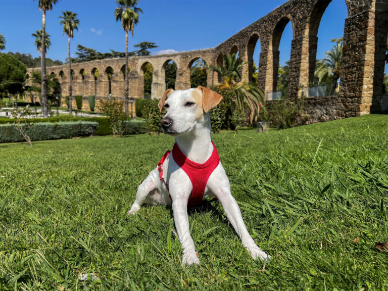 Extremadura colabora con Pipper, el perro turista influencer, para promocionar la región como destino amigable para mascotas