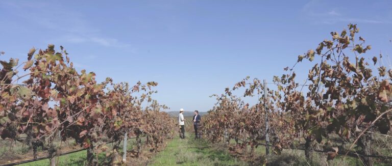 La Junta promociona el enoturismo y la tradición vinícola de Extremadura en la serie de televisión ‘Enológica’