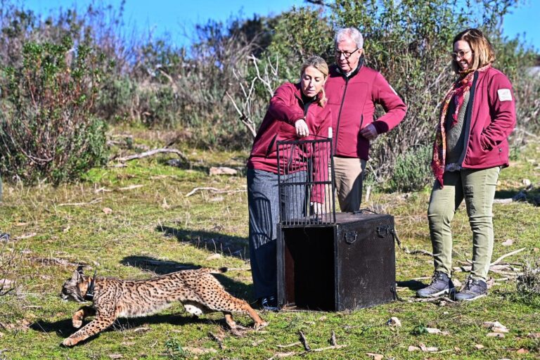 María Guardiola participa en la suelta de un lince ibérico en Monfragüe