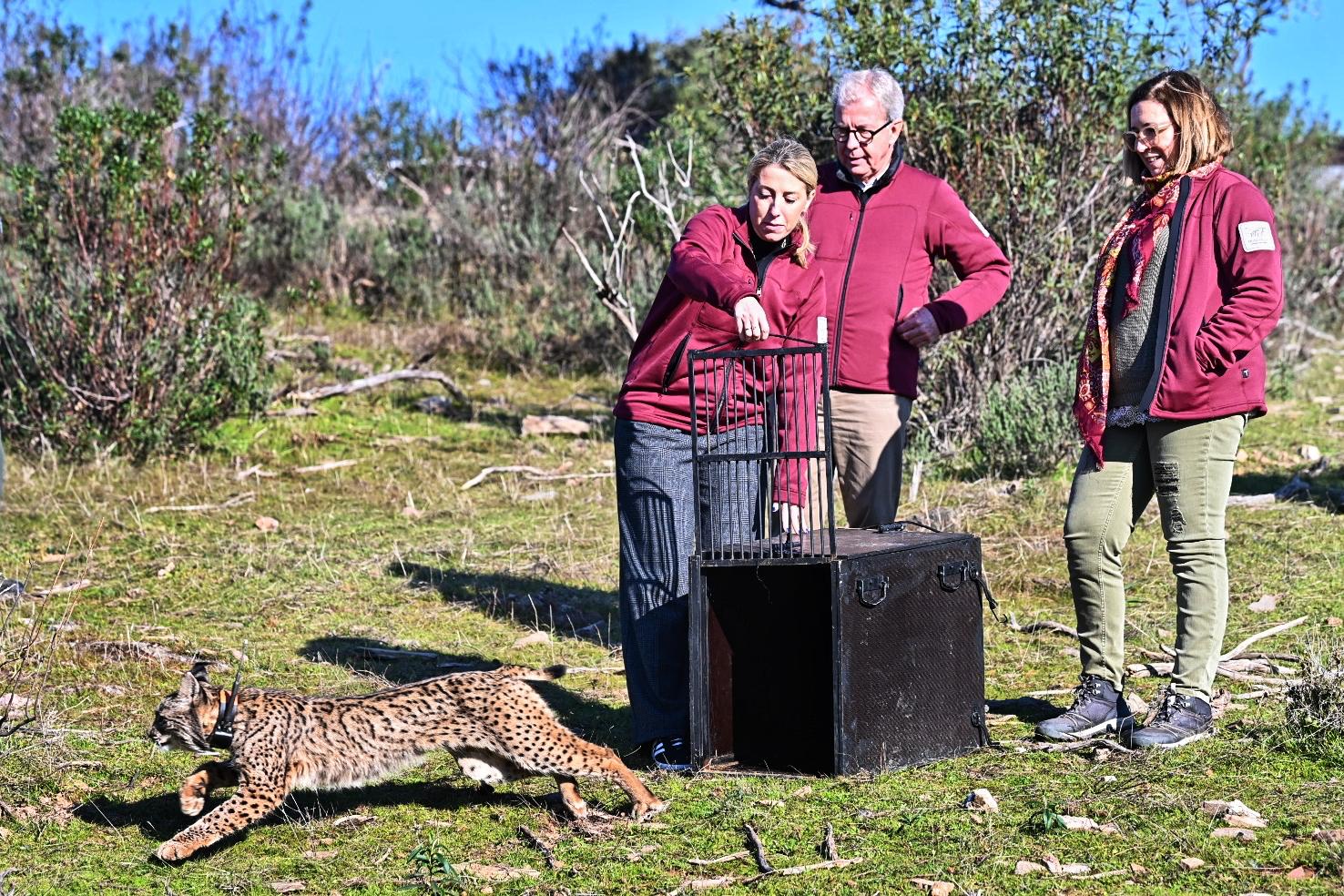 María Guardiola participa en la suelta de un lince ibérico en Monfragüe