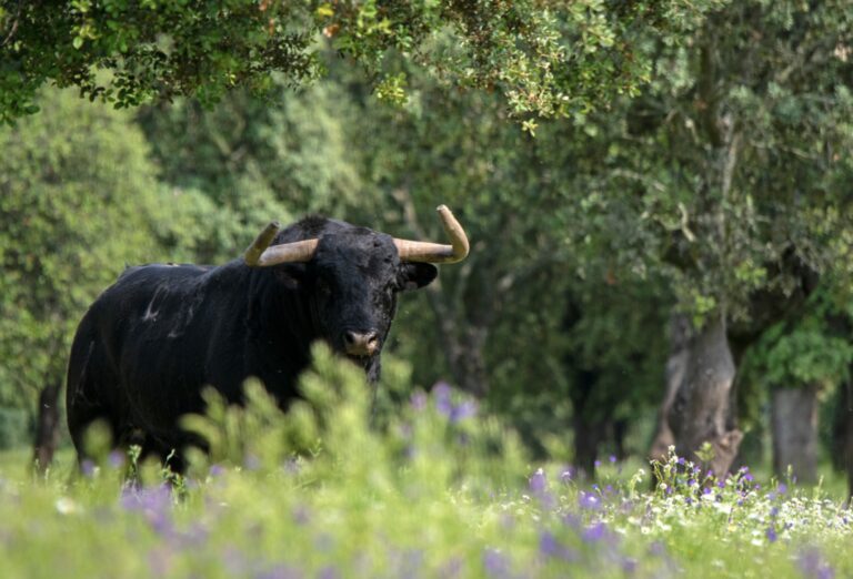 La Junta de Extremadura se suma a otras ocho comunidades, el Senado y la Fundación Toro de Lidia convocando el Premio Nacional de Tauromaquia