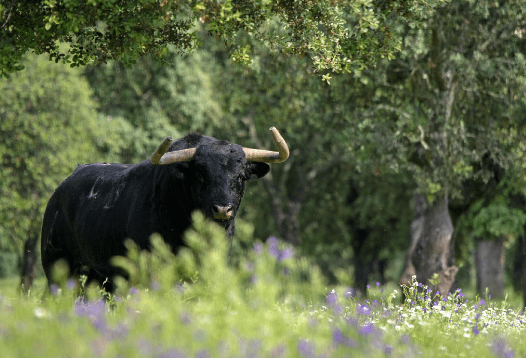 La Junta de Extremadura se suma a otras ocho comunidades, el Senado y la Fundación Toro de Lidia convocando el Premio Nacional de Tauromaquia