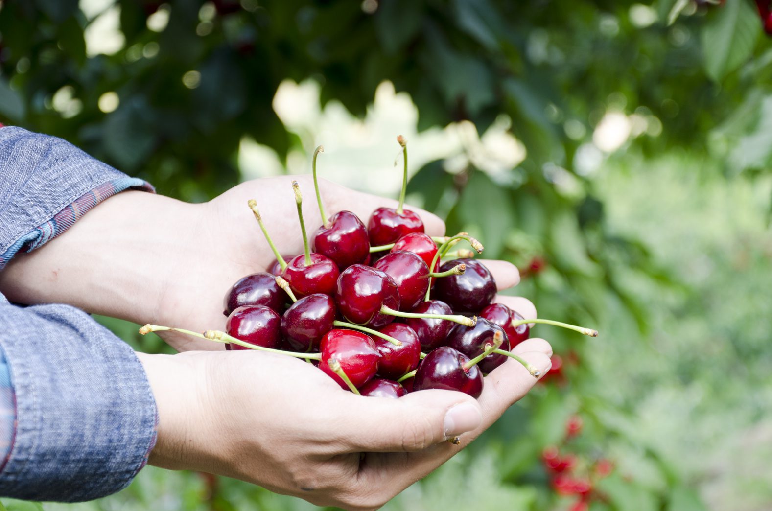 La Junta remarca su apoyo a las figuras de calidad con la modificación de pliegos de ‘Queso Ibores’ y ‘Cerezas del Jerte’