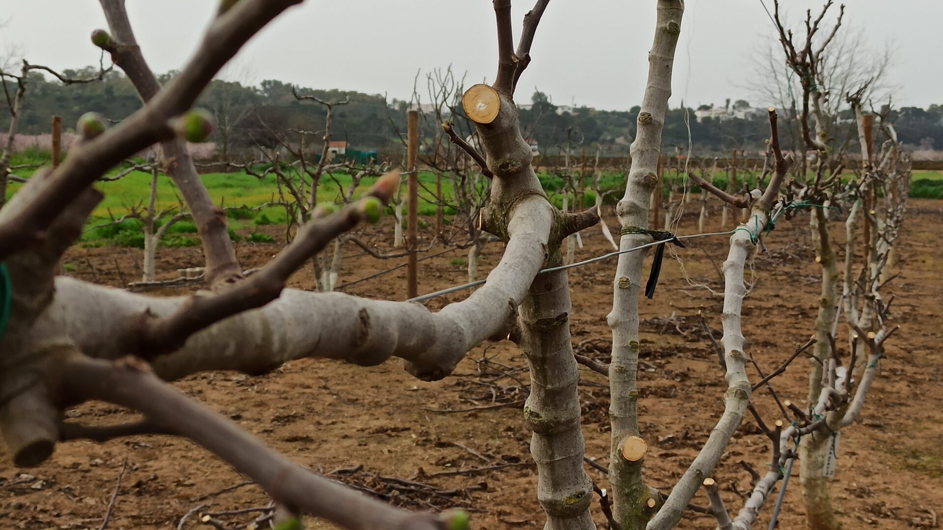 CICYTEX organiza una jornada de poda en higuera en diferentes sistemas de formación para una producción más sostenible
