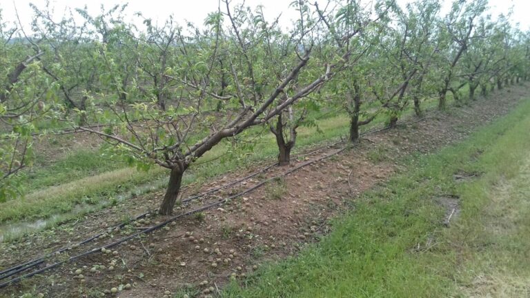 Agricultura inicia las evaluaciones sobre el terreno de los daños ocasionados en explotaciones agrarias tras las abundantes lluvias