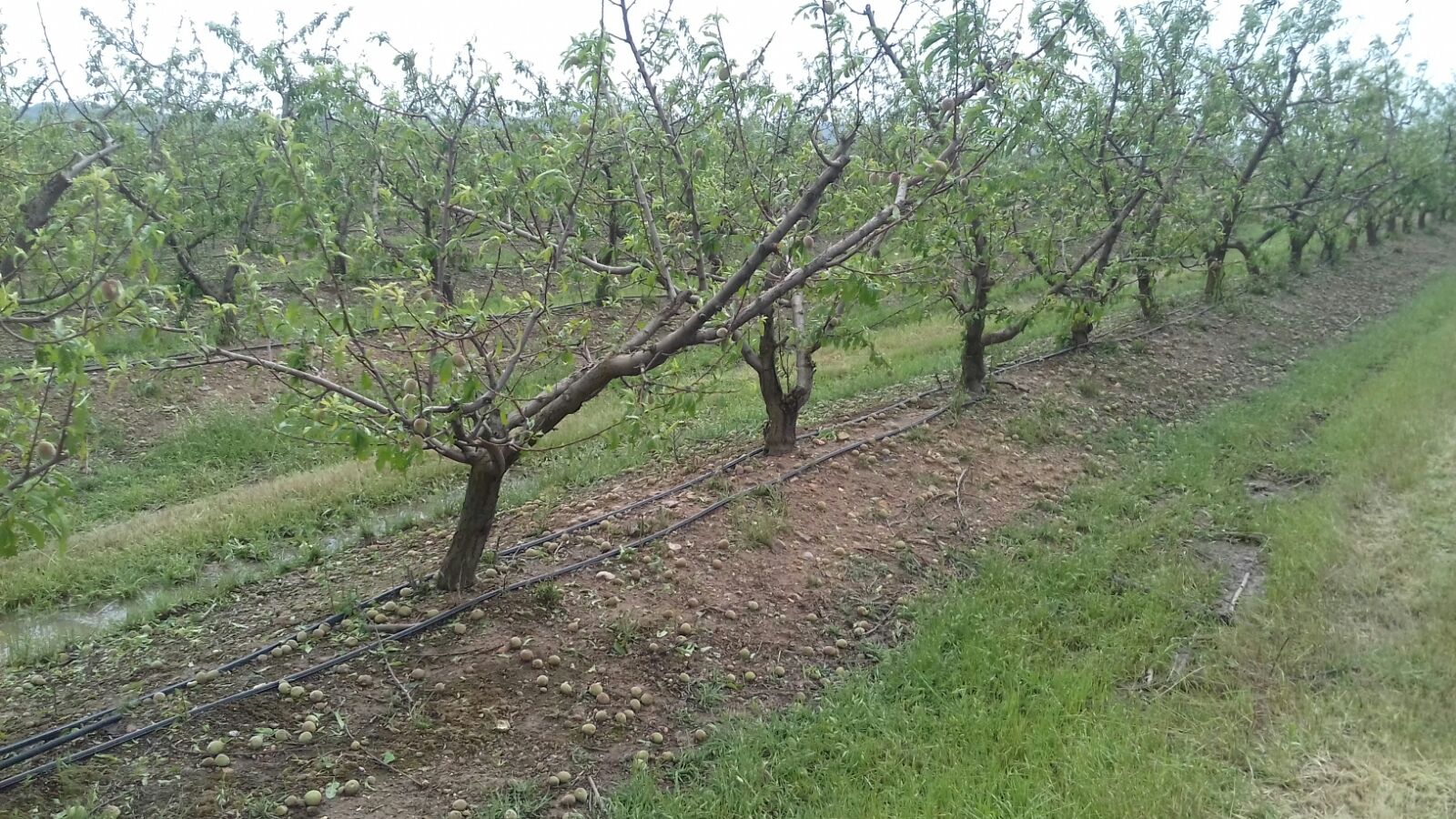 Agricultura inicia las evaluaciones sobre el terreno de los daños ocasionados en explotaciones agrarias tras las abundantes lluvias