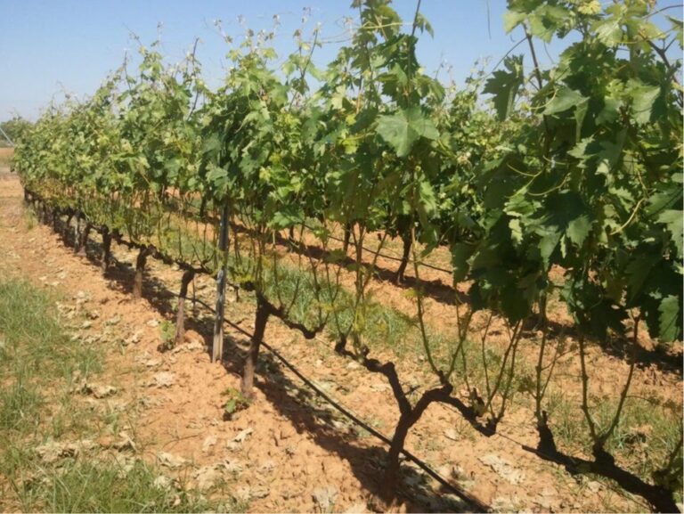 El DOE publica hoy la nueva convocatoria de ayudas a viñedos que cuenta con un presupuesto de 9 millones de euros