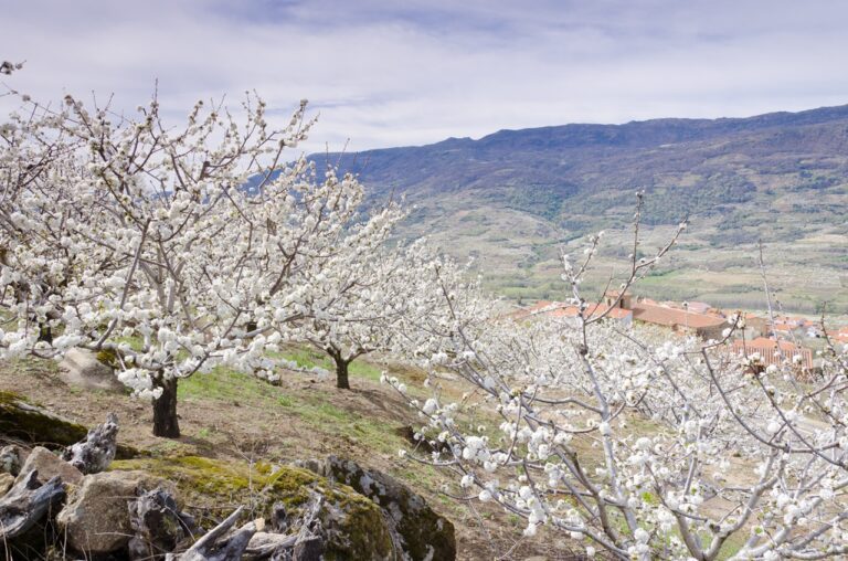 La Junta da a conocer el patrimonio natural y cultural de Extremadura a prensa especializada de Dinamarca y Bélgica