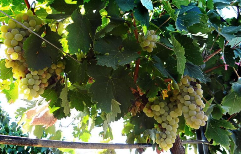 El DOE publica la convocatoria de 2 millones de euros para ayudas a la destilación de subproductos de la vinificación