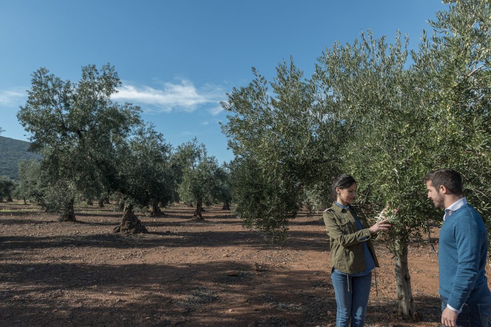 El proyecto “Oleoturismo España” constituye el Comité Estratégico de Impulso al Oleoturismo
