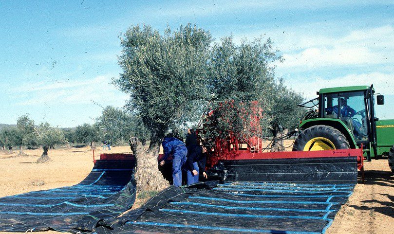 El DOE publica hoy la convocatoria de ayudas a préstamos para olivar y viña de secano afectados por la sequía