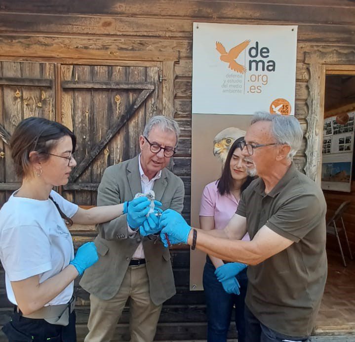La Junta participa en la suelta de un cernícalo primilla en el centro de cría de Defensa y Estudio del Medioambiente de Almendralejo