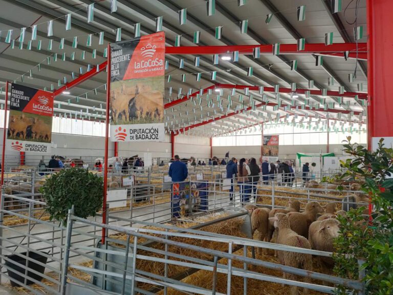 La Finca ‘La Cocosa’ impulsa la mejora genética de la raza merina con la aportación de 312 cabezas de ganado en las ferias de la provincia