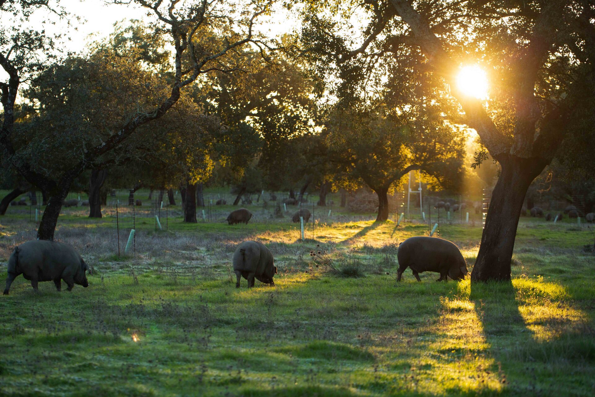 Los socios del proyecto hispanoluso ‘CI Montado-Dehesa’, en el que participa CICYTEX, elaboran un plan para preservar y garantizar la regeneración del ecosistema