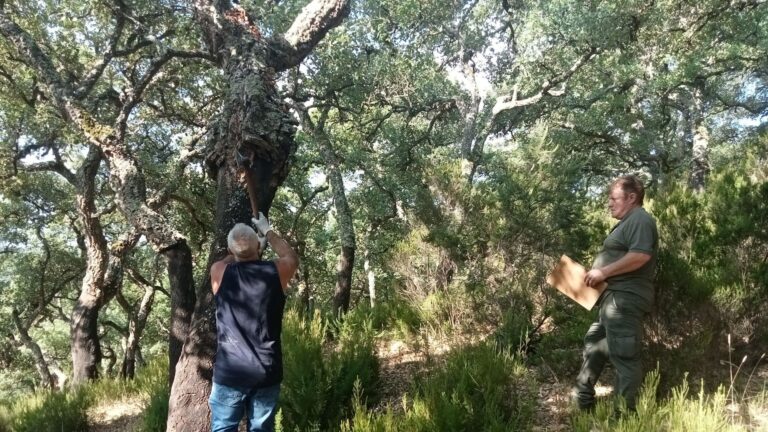 Un total de 56 extremeños participa en la primera edición del carné estatal de sacador de corcho