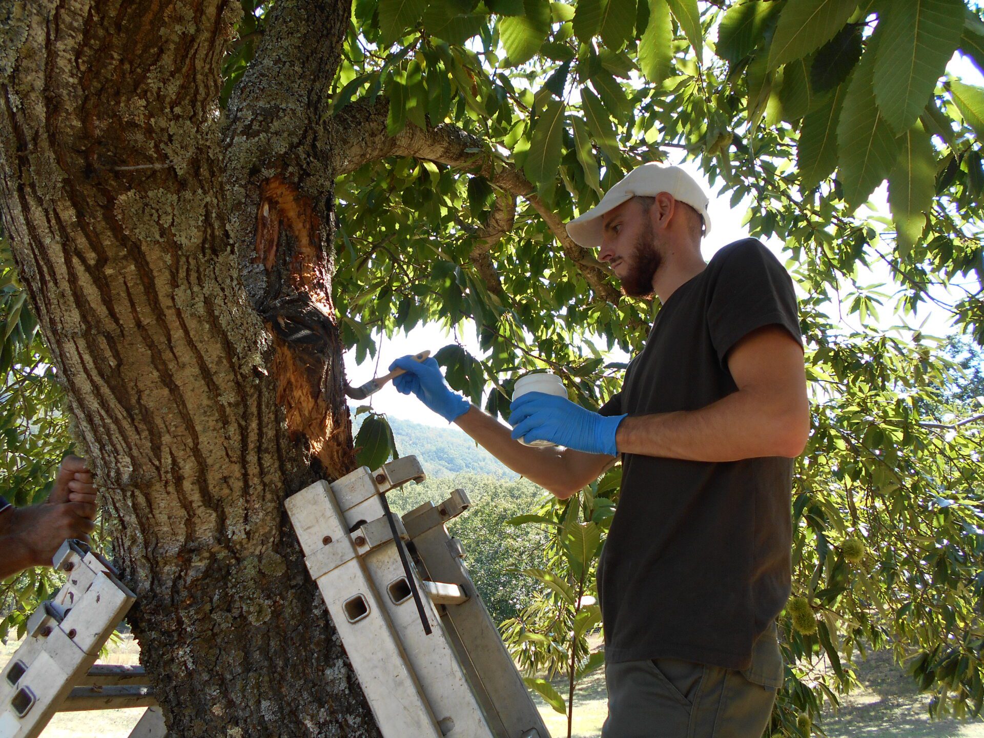CICYTEX organiza una jornada de campo para mostrar soluciones en el manejo integrado de enfermedades del castaño