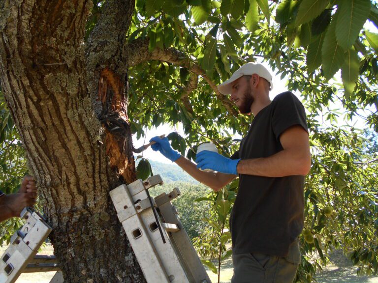 CICYTEX organiza una jornada de campo para mostrar soluciones en el manejo integrado de enfermedades del castaño