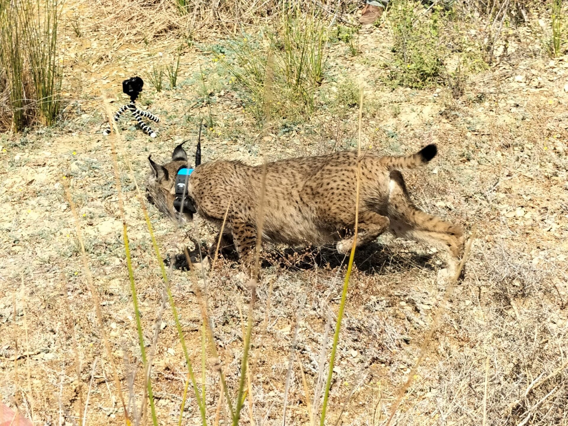 La Junta participa en la puesta en semilibertad de cuatro cachorros huérfanos de lince y su madre adoptiva