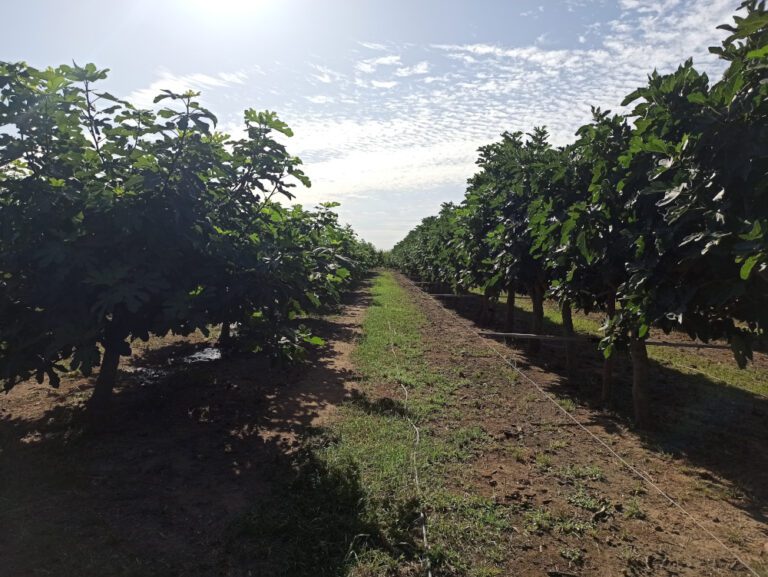 CICYTEX participa en un proyecto internacional para fomentar los beneficios de la agrosilvicultura mediante el cultivo de la higuera