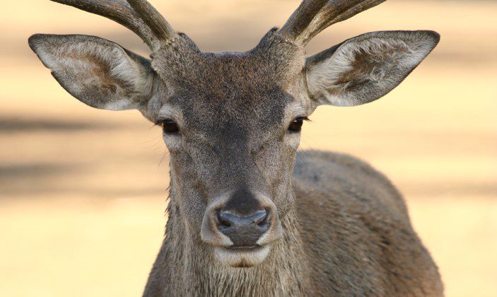 Comienza el dispositivo especial de berrea en el Parque Nacional de Monfragüe, que podrá disfrutarse hasta el 5 de octubre