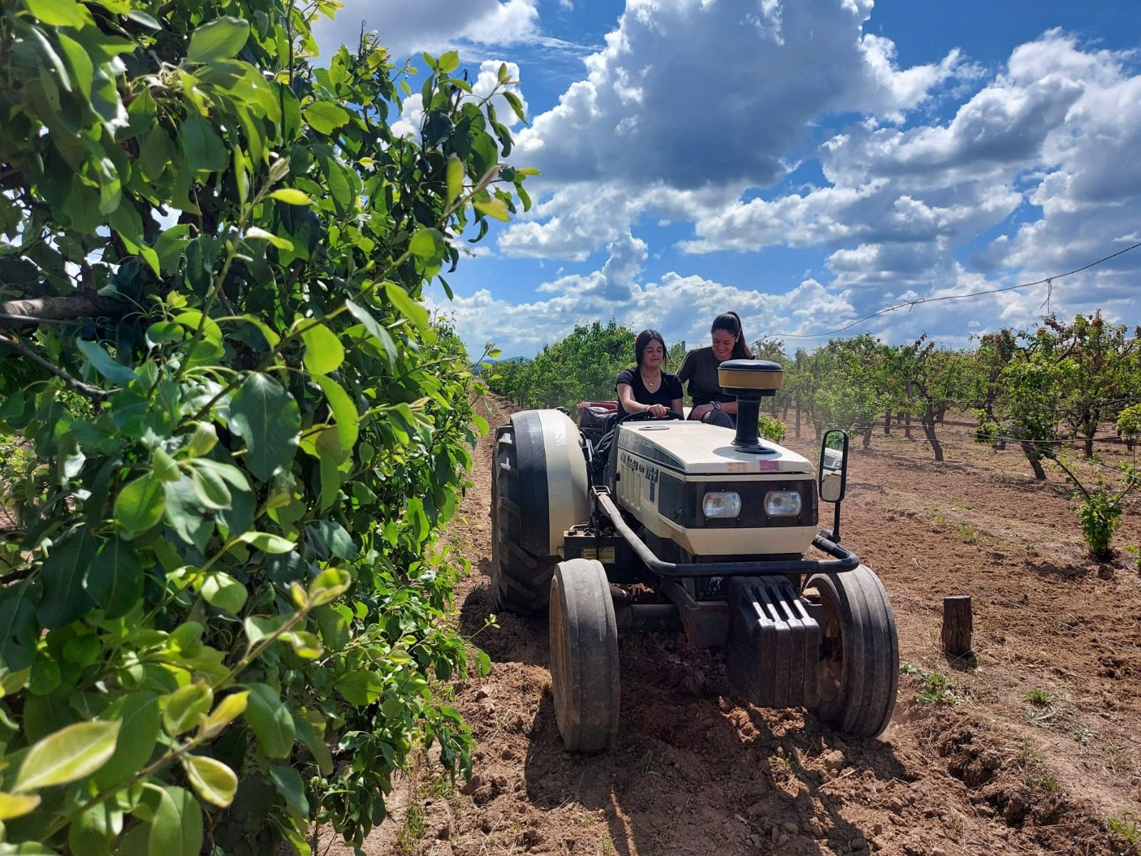 La Junta concederá préstamos garantizados de hasta 600.000 euros para jóvenes agricultores y para la modernización de instalaciones agrarias