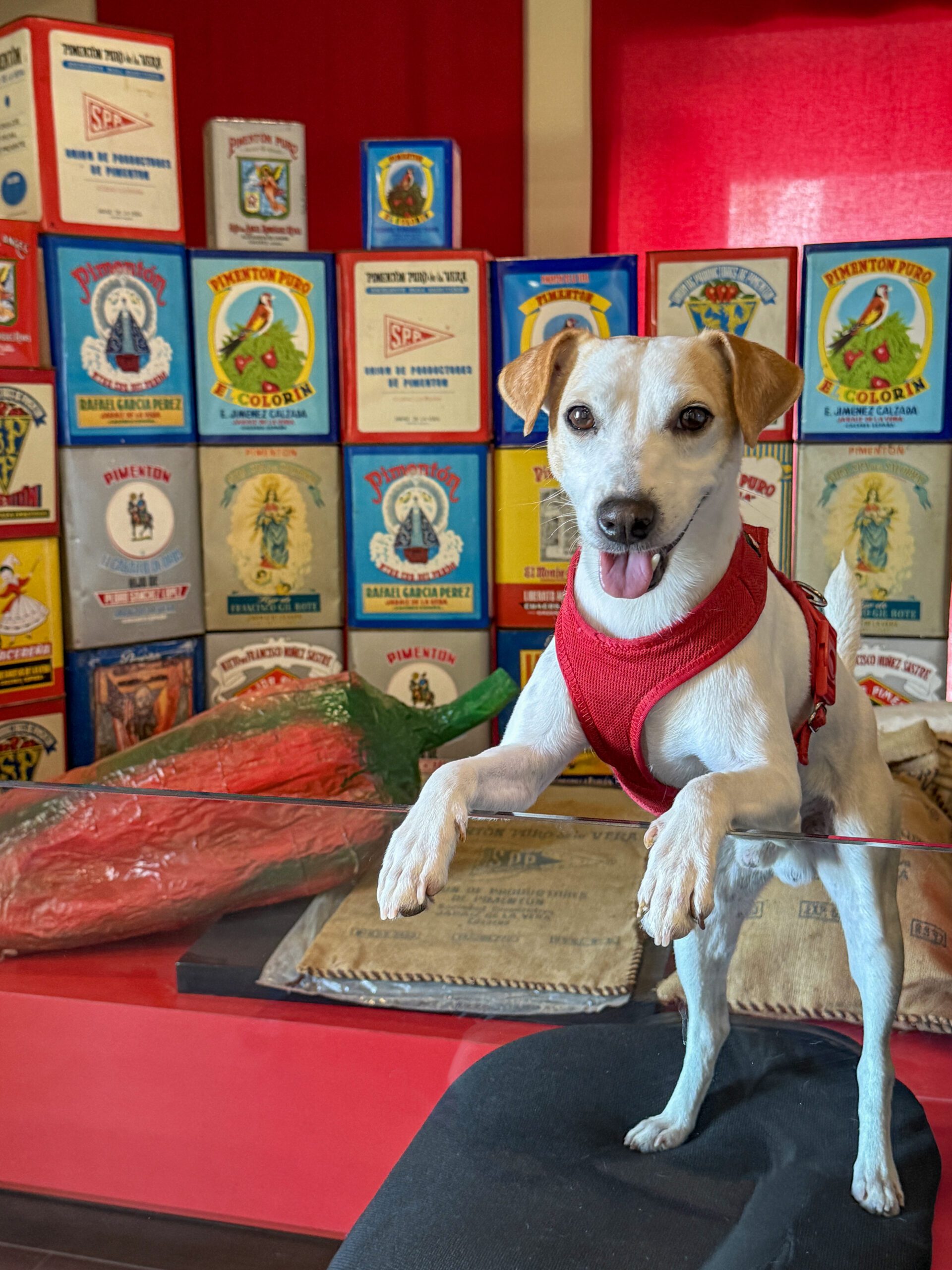 La Junta colabora con Pipper, el perro turista influencer, que estos días recorre ocho nuevos destinos extremeños