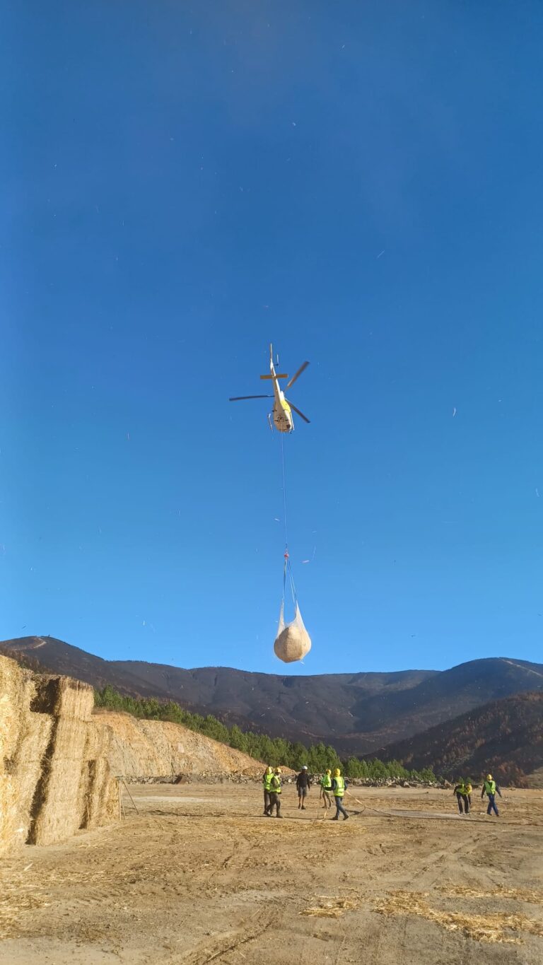 La Junta aplica trabajos de ‘helimulching’ para restauración forestal en Las Hurdes y Jarilla con entre 50.000 y 80.000 kilos de paja al día