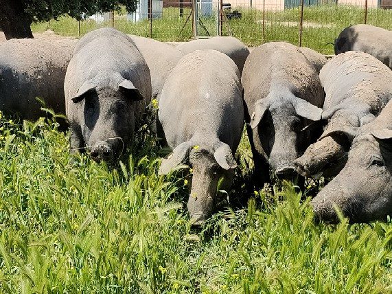 La Diputación de Badajoz presenta la Campaña de entrega de cerdos para la celebración de Matanzas Didácticas