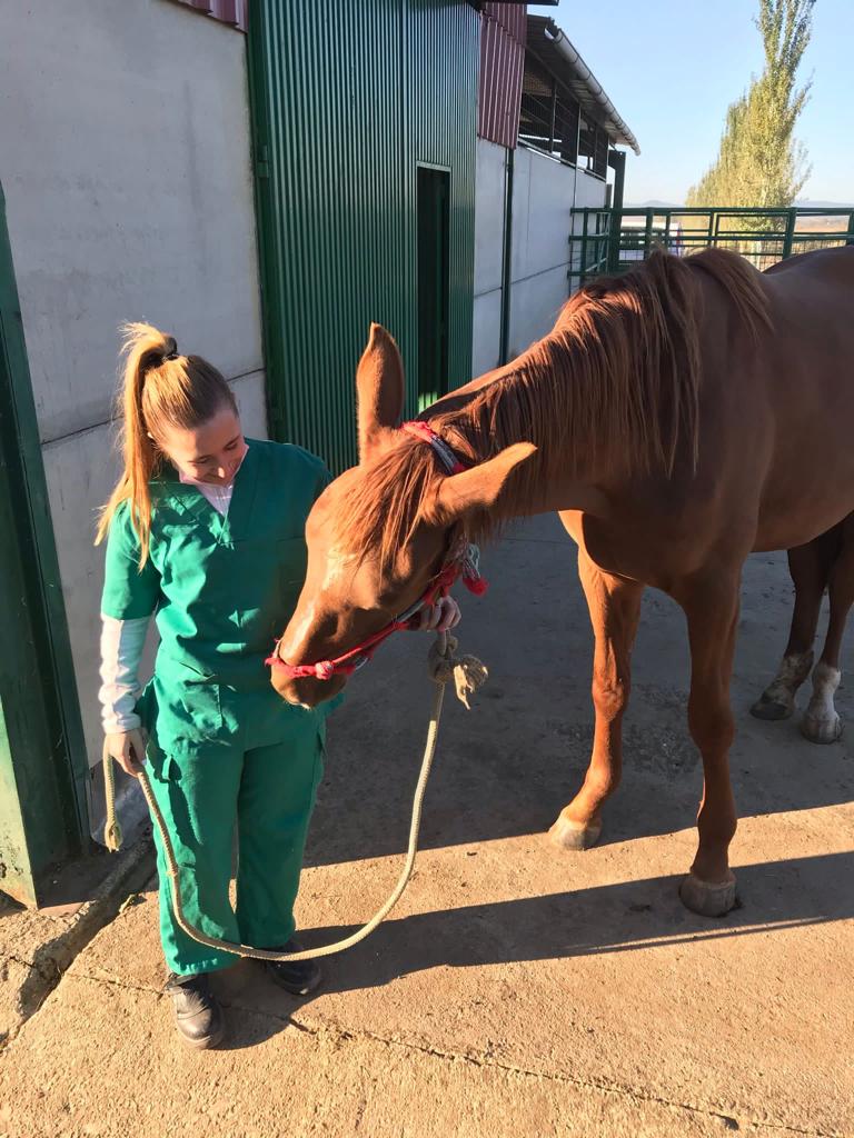 El DOE publica las ayudas al sector equino para la cría, selección y doma de caballos de silla con una dotación de 100.000€ para 2025