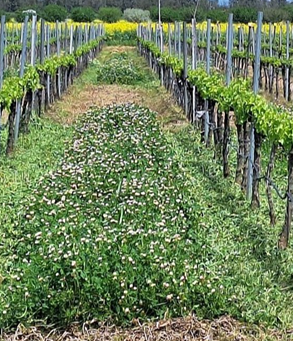 Investigadores de CICYTEX muestran en Almendralejo ventajas e inconvenientes de las cubiertas vegetales en la viticultura mediterránea