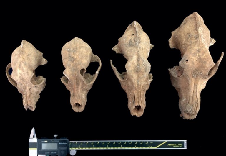 El Museo Arqueológico Provincial de Badajoz celebra el V Ciclo de Conferencias ‘Otoño Arqueológico’ para acercar el patrimonio al público