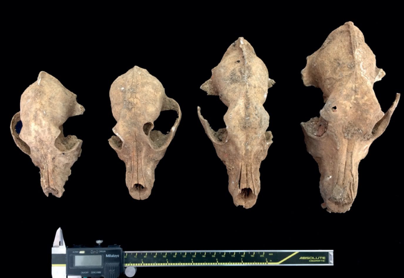 El Museo Arqueológico Provincial de Badajoz celebra el V Ciclo de Conferencias ‘Otoño Arqueológico’ para acercar el patrimonio al público