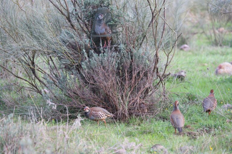 La Junta de Extremadura inicia los trámites para declarar Bien de Interés Cultural la caza de perdiz con reclamo