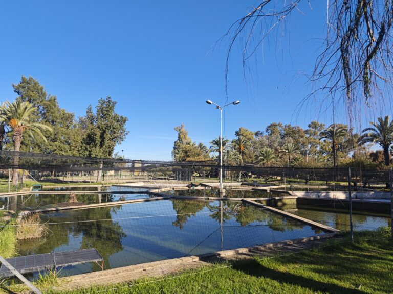 La piscifactoría de Villafranco del Guadiana celebra una jornada de puertas abiertas este domingo