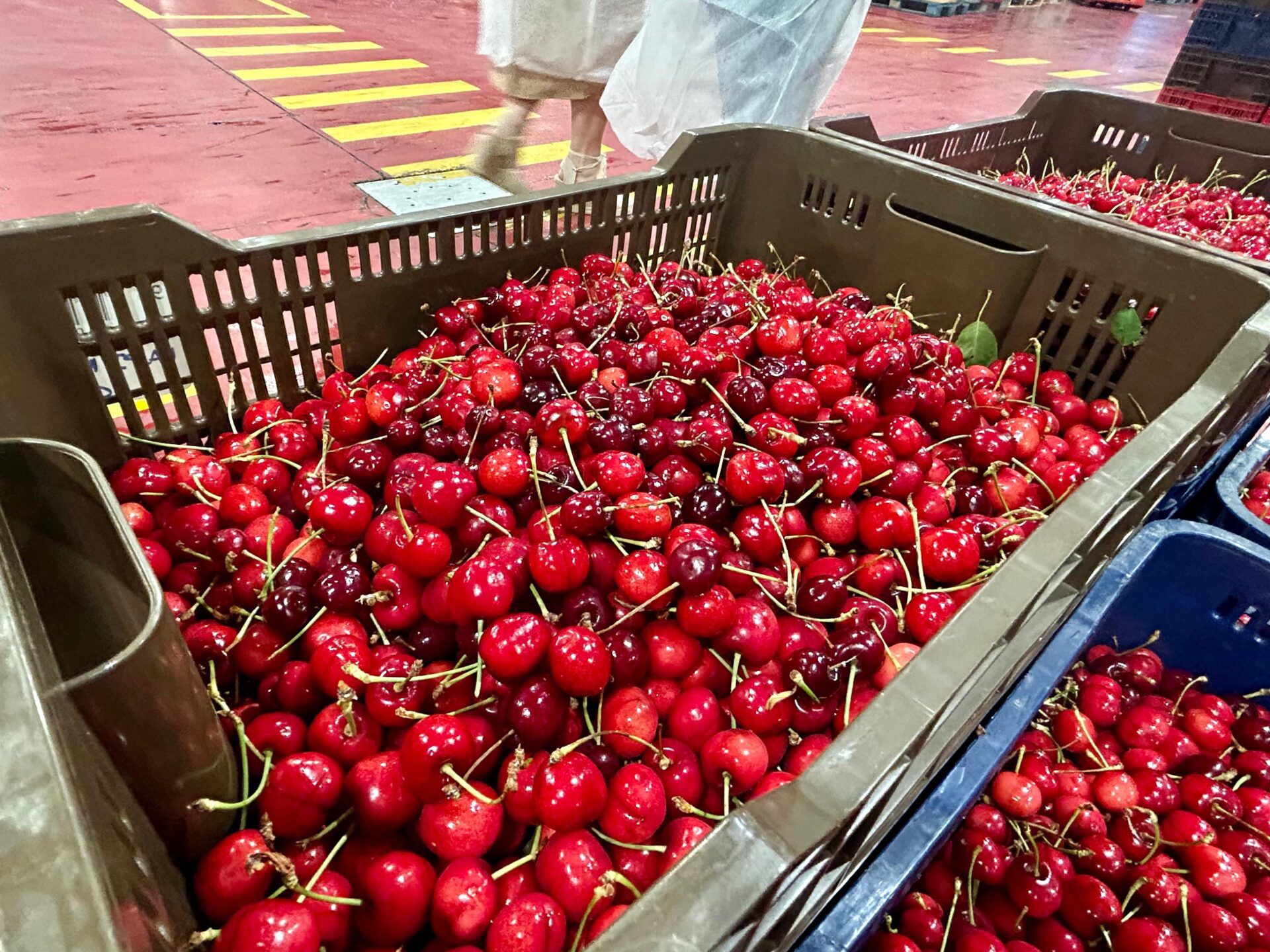 Abonado el segundo pago de la ayuda excepcional al sector de la cereza dotado con más de 900.000 euros a 186 agricultores