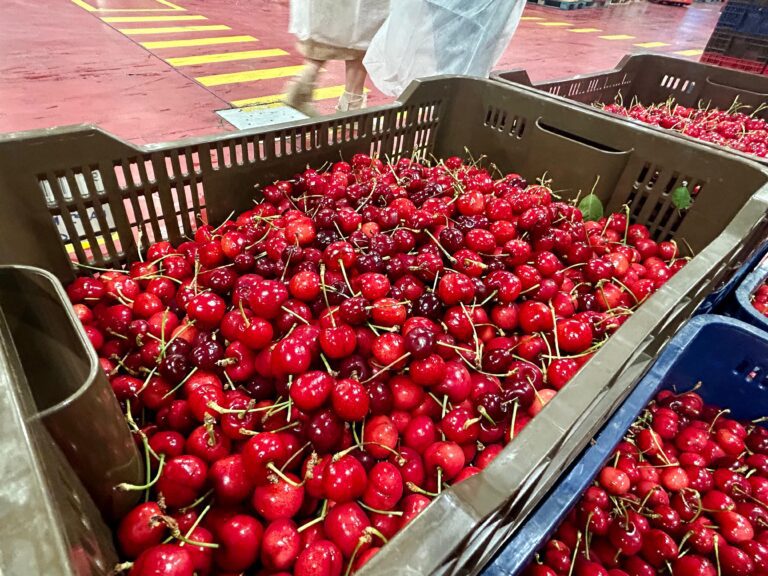 Abonado el segundo pago de la ayuda excepcional al sector de la cereza dotado con más de 900.000 euros a 186 agricultores