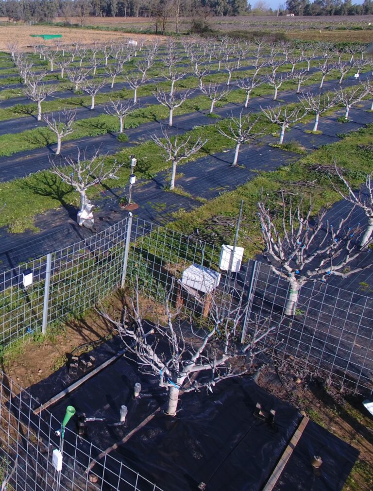 Extremadura presenta en Australia sus investigaciones sobre el riego en higueras y frutales de hueso