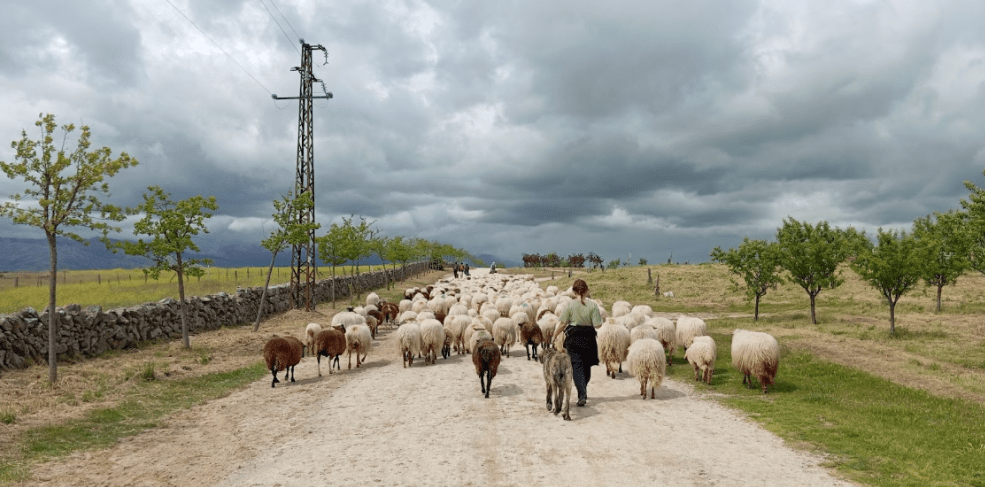 La Junta de Extremadura subvenciona la trashumancia con hasta 5.000 euros por ganadero