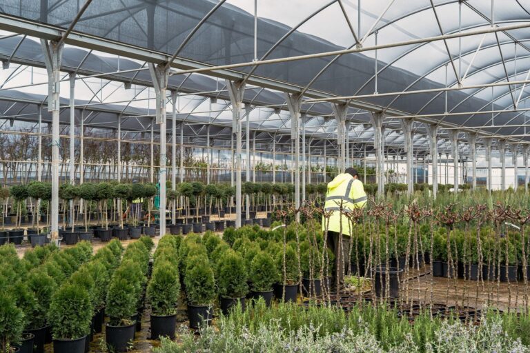 El Vivero Provincial de la Diputación de Badajoz culmina su campaña de invierno con 44.000 plantas suministradas y un ahorro de 750.000 euros para los municipios