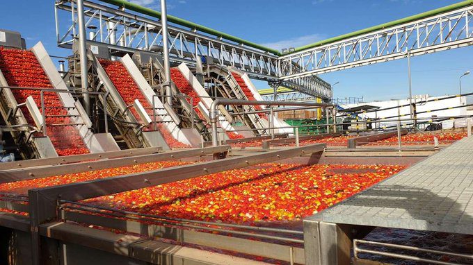 Agricultura solicita al Ministerio que permita el uso excepcional de algunas materias activas necesarias para el cultivo del tomate para industria