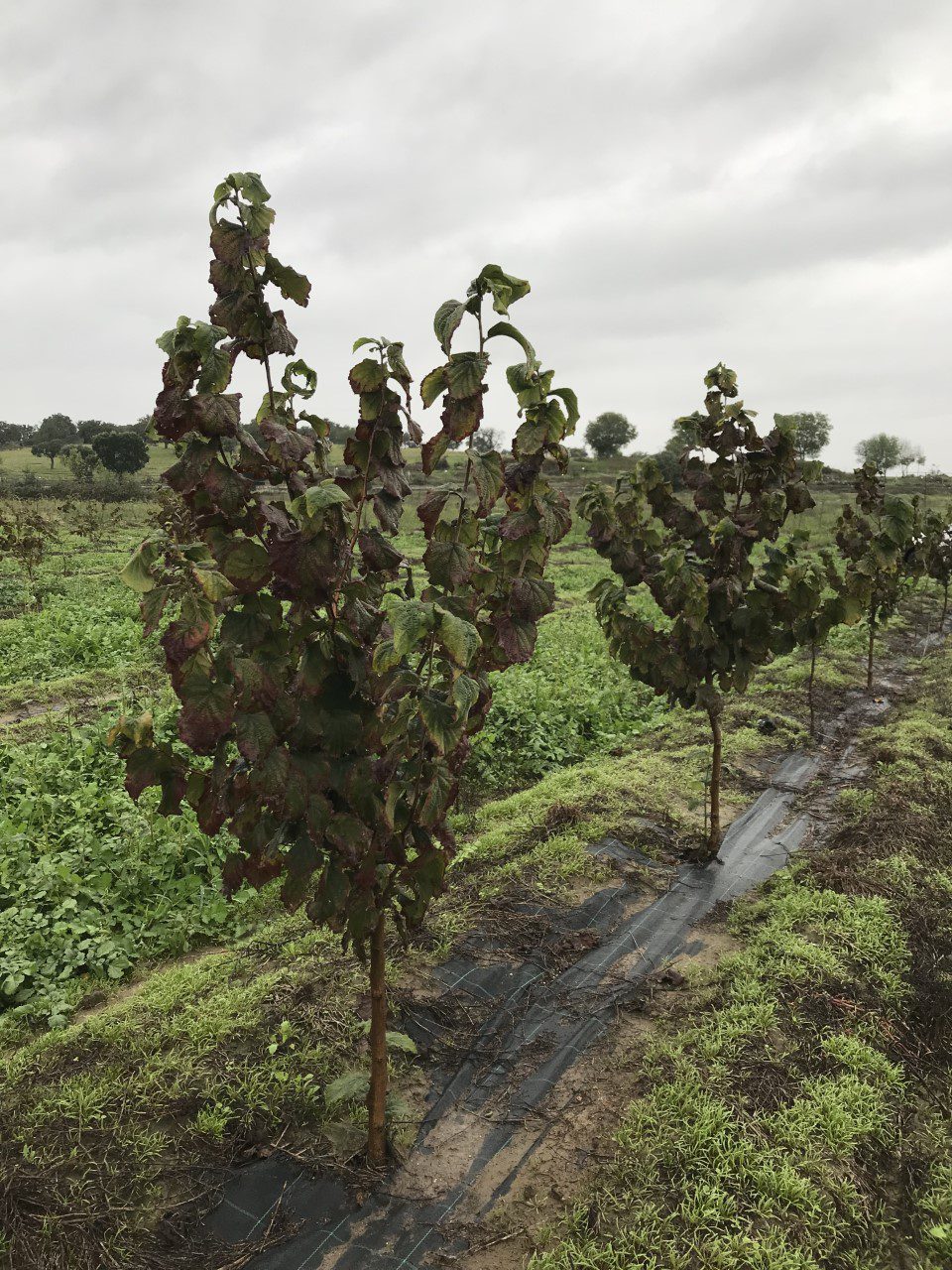 La Junta habilita un trámite para que agricultores y ganaderos comuniquen daños causados por los temporales en sus explotaciones