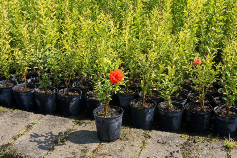 La Diputación de Badajoz abre el plazo de solicitud para el suministro de plantas en flor a los ayuntamientos