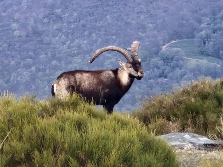 La oferta pública de caza de la Junta de Extremadura recibe 8.010 solicitudes, un 15% más que en la temporada anterior