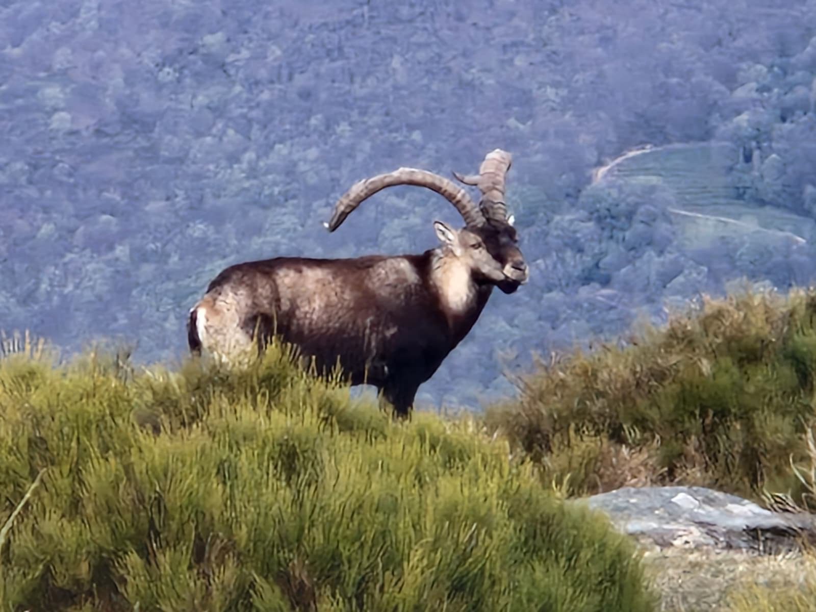 La oferta pública de caza de la Junta de Extremadura recibe 8.010 solicitudes, un 15% más que en la temporada anterior