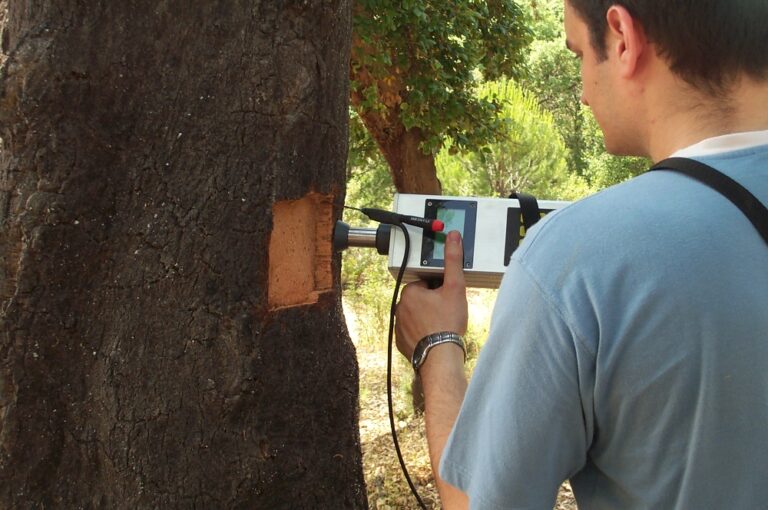 La Junta de Extremadura pone en marcha el Plan de Calas para estimar la calidad del corcho de la próxima temporada